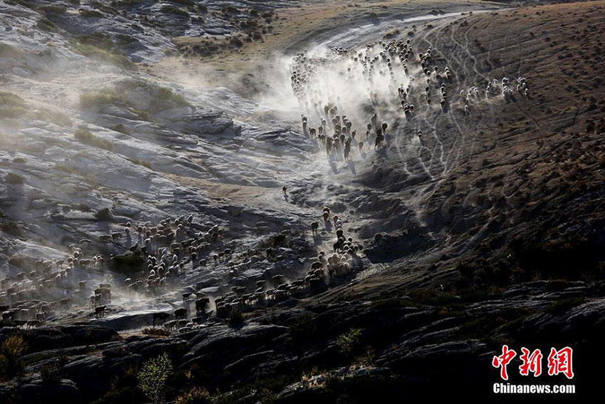 圧巻のスケール！遊牧民たちの秋の大移動　新疆