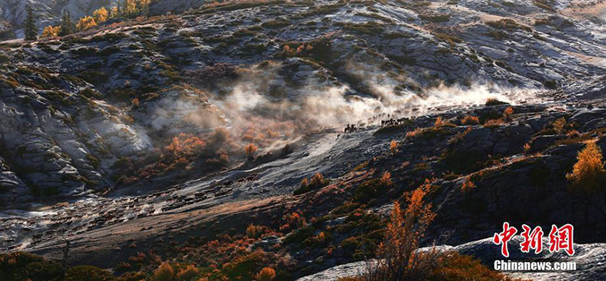 圧巻のスケール！遊牧民たちの秋の大移動(dòng)　新疆