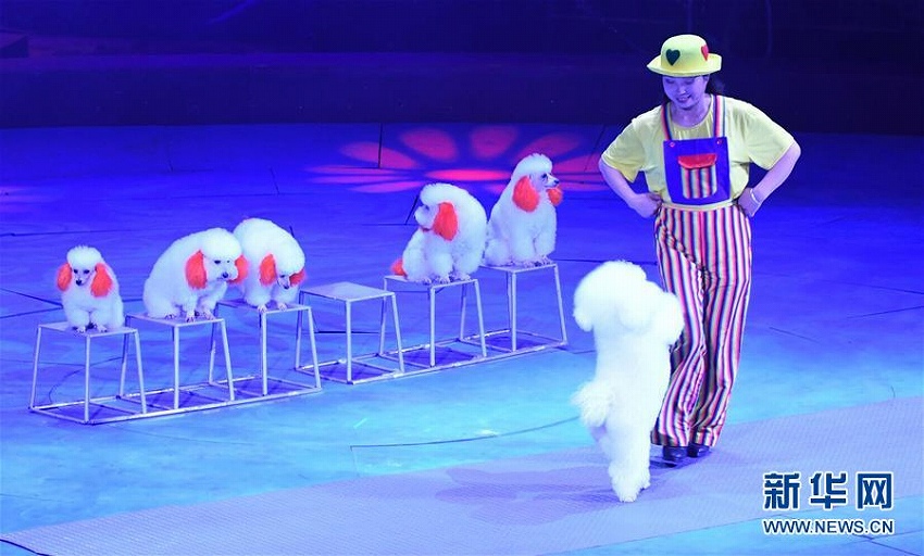 見事なパフォーマンスが続々！濮陽(yáng)國(guó)際雑技フェスティバル　河南省