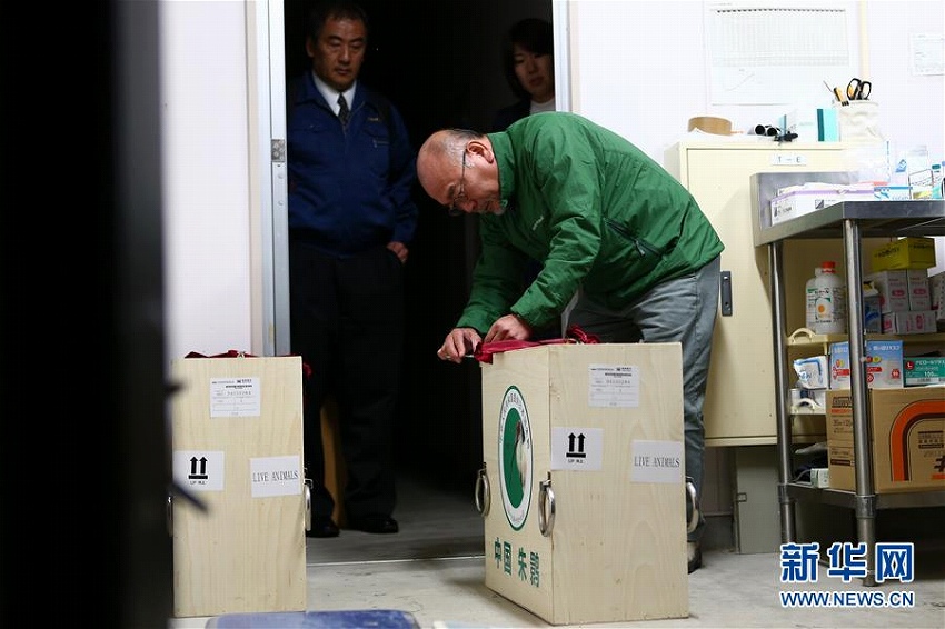 中國提供のトキのつがいが佐渡トキ保護センターに到著
