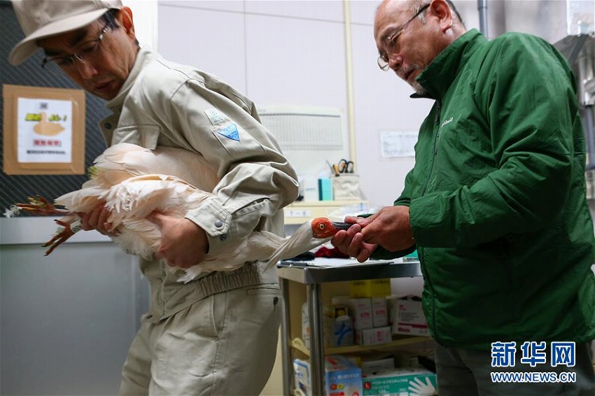 中國提供のトキのつがいが佐渡トキ保護(hù)センターに到著