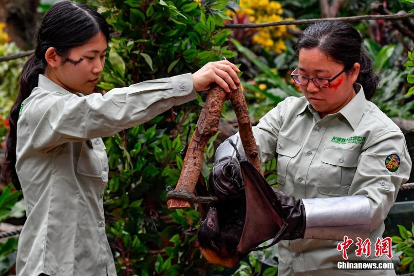 ジャワオオコウモリが広州長(zhǎng)隆サファリパークにお目見(jiàn)え