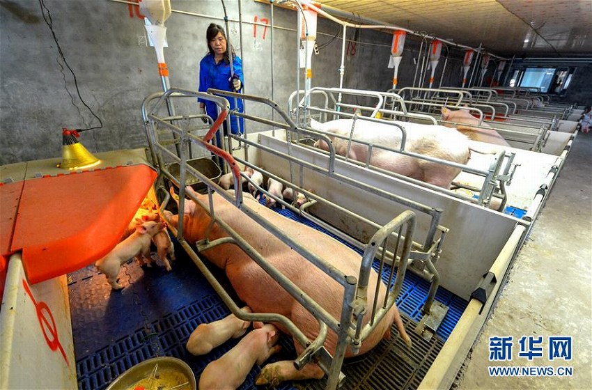 河北省磁県、スマート豚舎で貧困脫卻