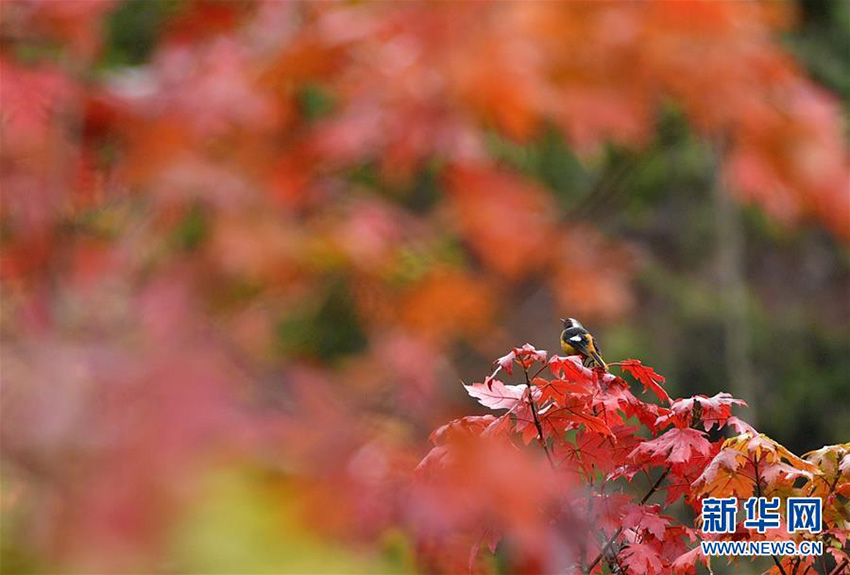二十四節(jié)気の「霜降」迎え、さらに秋の深まり見せる中國各地