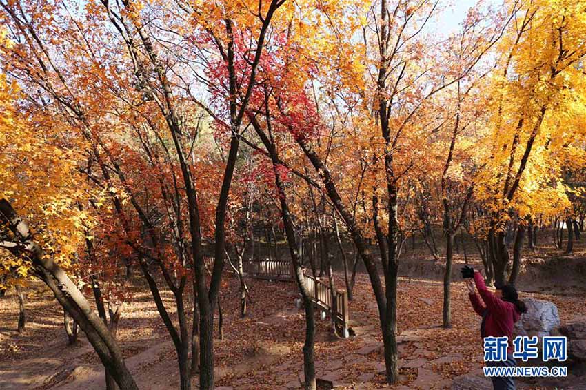 二十四節(jié)気の「霜降」迎え、さらに秋の深まり見せる中國各地