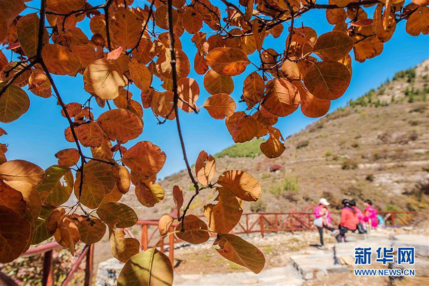 二十四節(jié)気の「霜降」迎え、さらに秋の深まり見せる中國(guó)各地