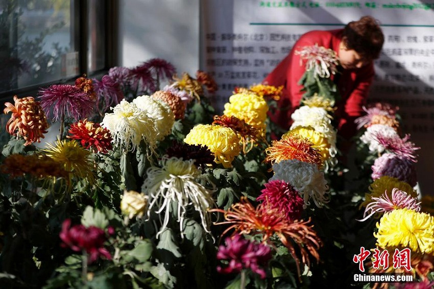 北京菊花展が北海公園で開催