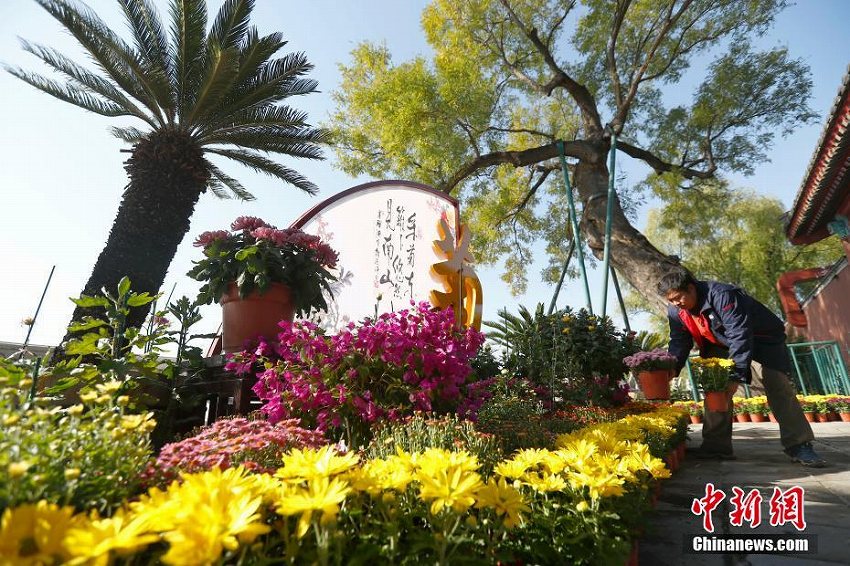 北京菊花展が北海公園で開催