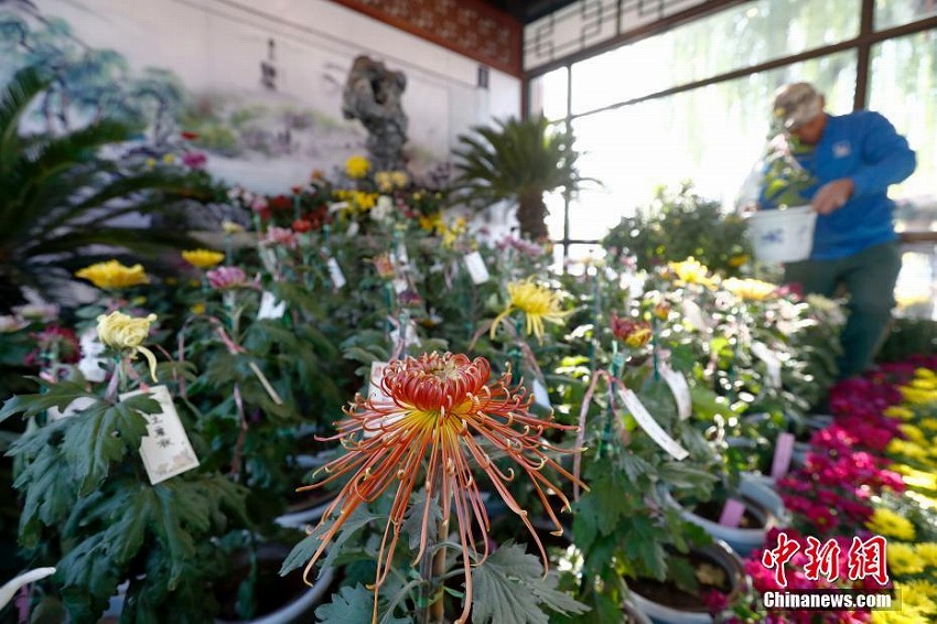 北京菊花展が北海公園で開(kāi)催
