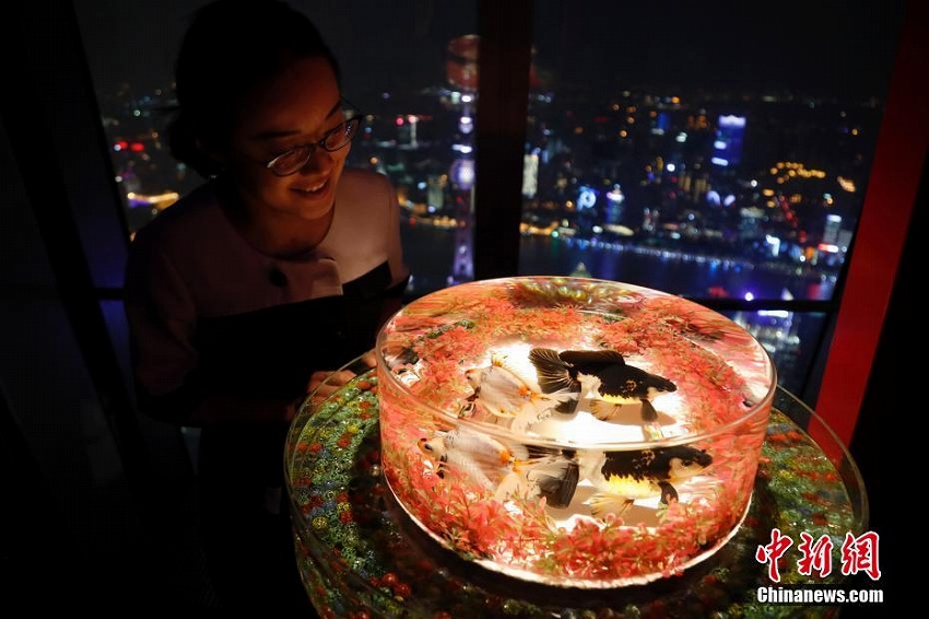 金魚が織りなす幻想的な世界　上海環(huán)球金融中心で「アートアクアリウム」