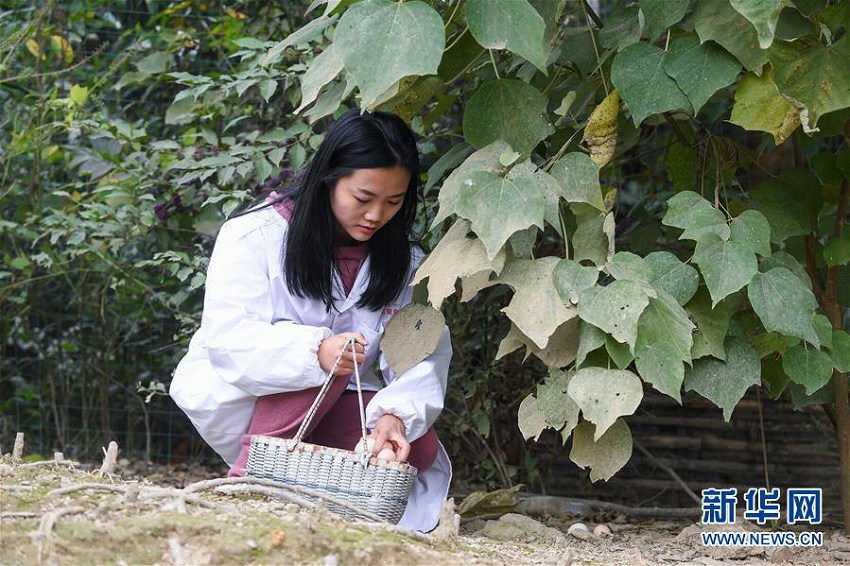 留學(xué)から帰國後、家業(yè)の養(yǎng)鶏場(chǎng)継いだ中國人女性　