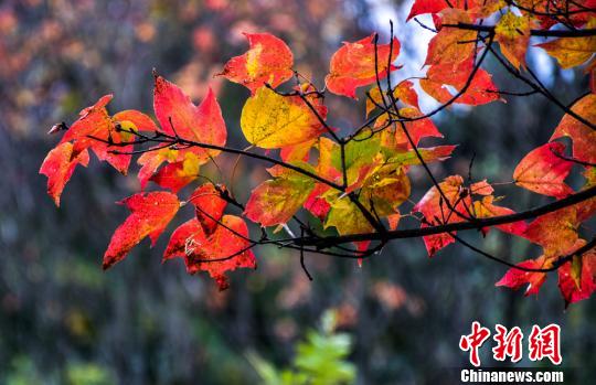 真っ赤に染まった甘粛省天水市小隴山の紅葉