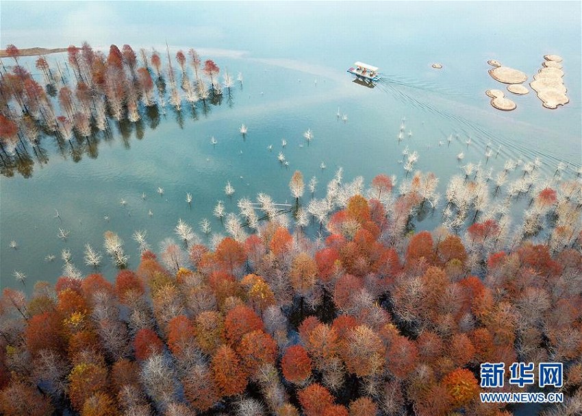 秋色に染まる青龍灣ダムのセコイア林　安徽省