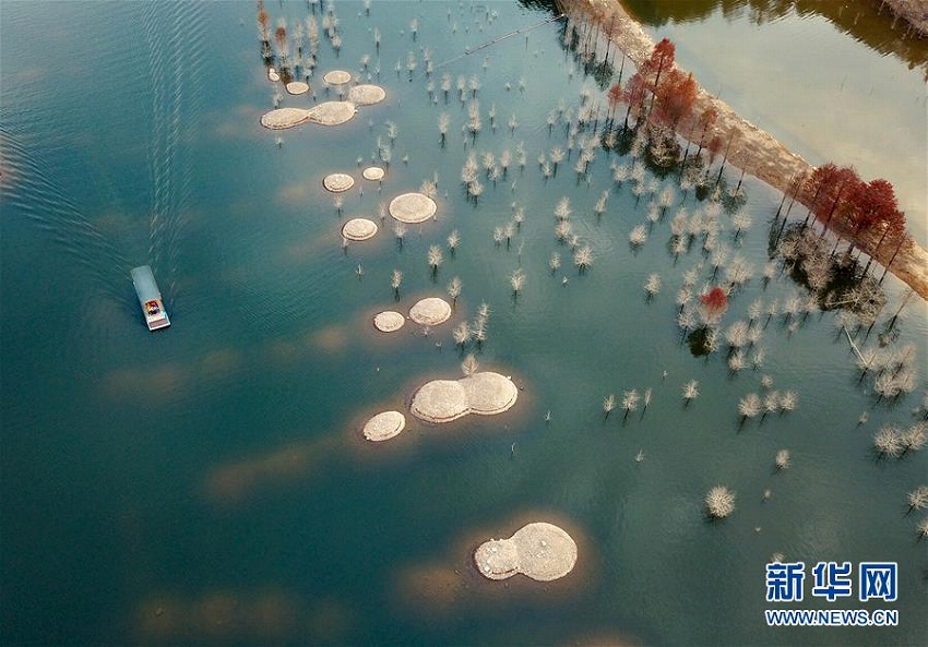 秋色に染まる青龍灣ダムのセコイア林　安徽省