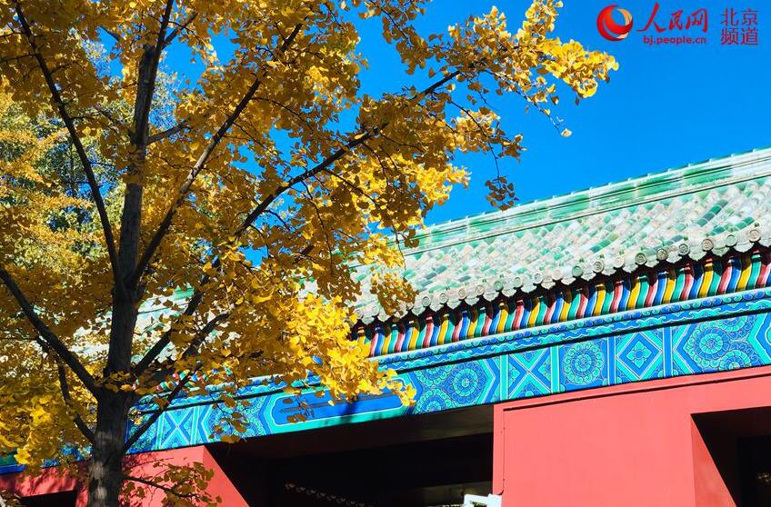 見頃迎えた地壇公園のイチョウ並木　北京の秋に彩添える赤壁に金色の葉