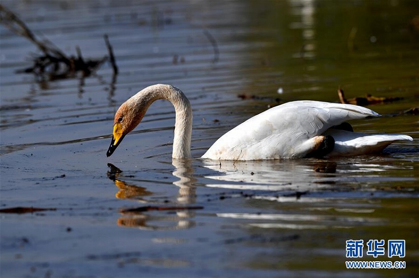 山西省黃河濕地に越冬第一陣の野生のオオハクチョウが到來