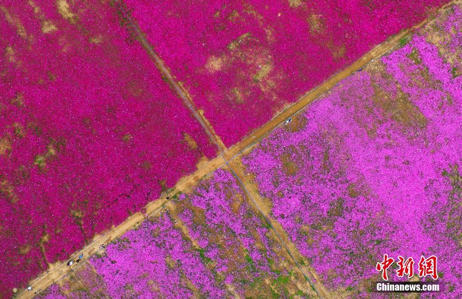 江西省の大學(xué)に色鮮やかなコスモス畑が広がる