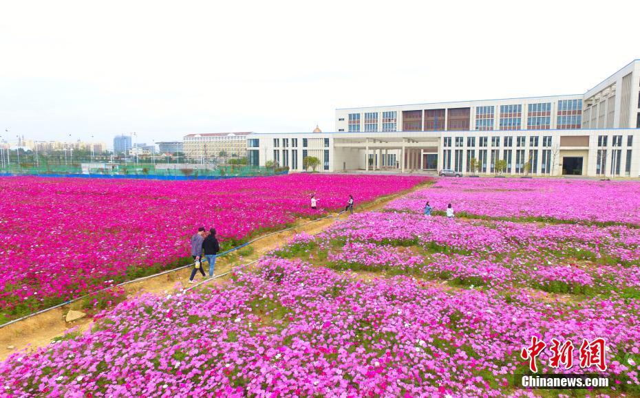 江西省の大學(xué)に色鮮やかなコスモス畑が広がる