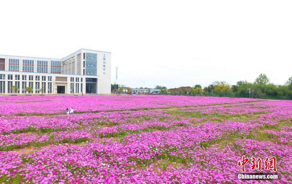 江西省の大學(xué)に色鮮やかなコスモス畑が広がる
