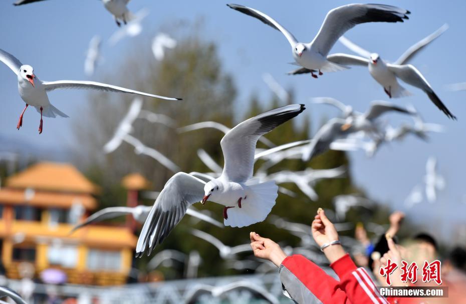 昆明市34年連続で越冬のユリカモメが到來