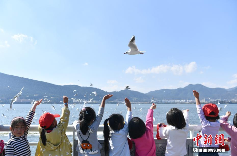 昆明市34年連続で越冬のユリカモメが到來