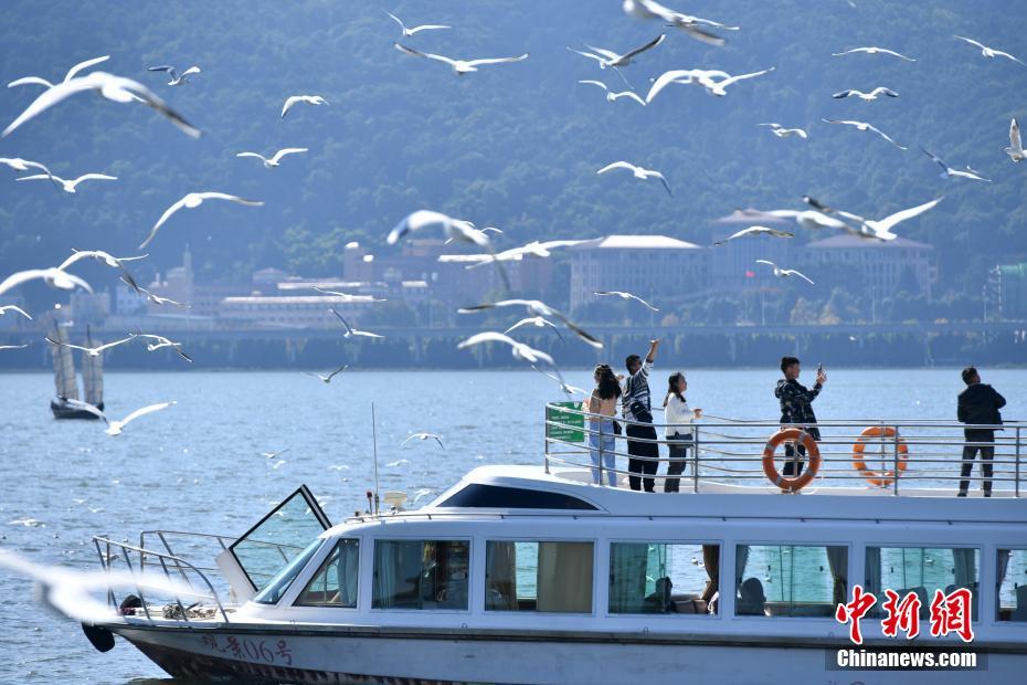 昆明市34年連続で越冬のユリカモメが到來