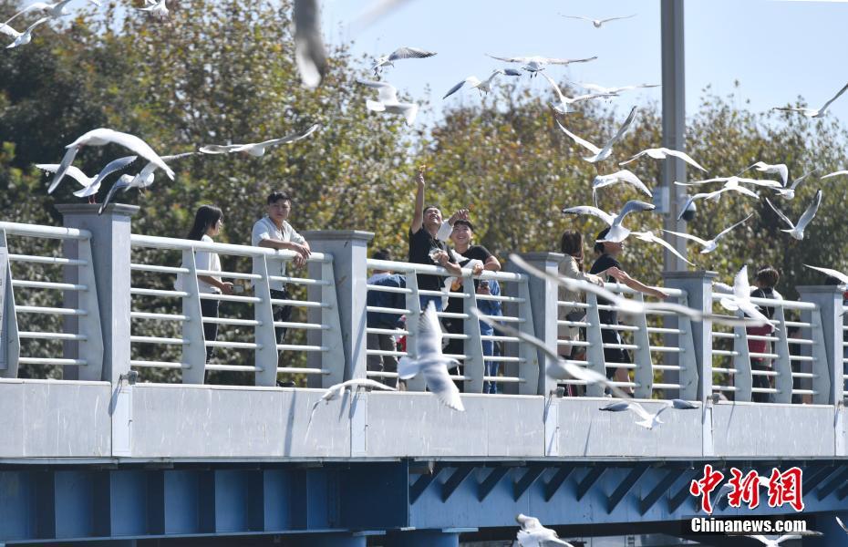 昆明市34年連続で越冬のユリカモメが到來