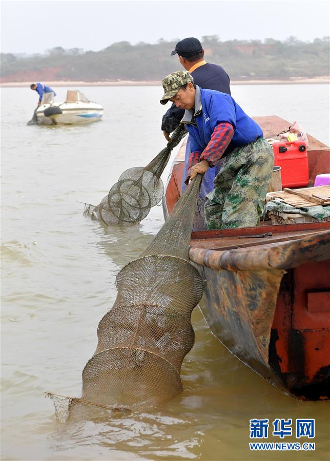 江西省で軍山湖モクズガニ漁シーズンに