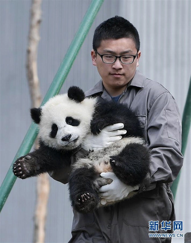 國家林業(yè)?草原局、パンダ飼育に関する最新データを発表