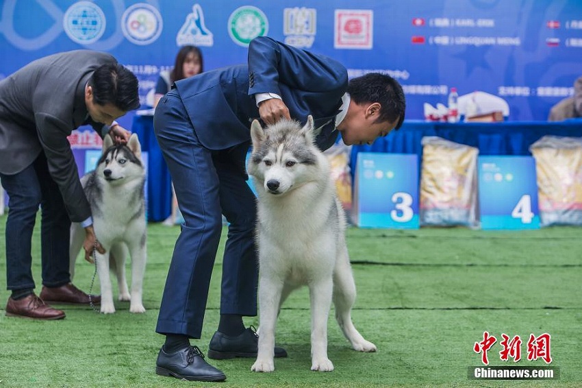 広西南寧の商業(yè)施設(shè)でイヌのビューティコンテスト