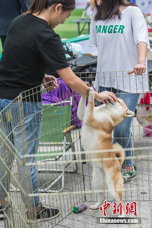 広西南寧の商業(yè)施設(shè)でイヌのビューティコンテスト