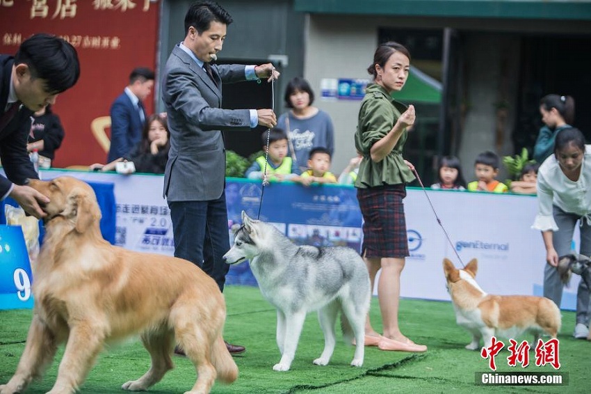 広西南寧の商業(yè)施設(shè)でイヌのビューティコンテスト