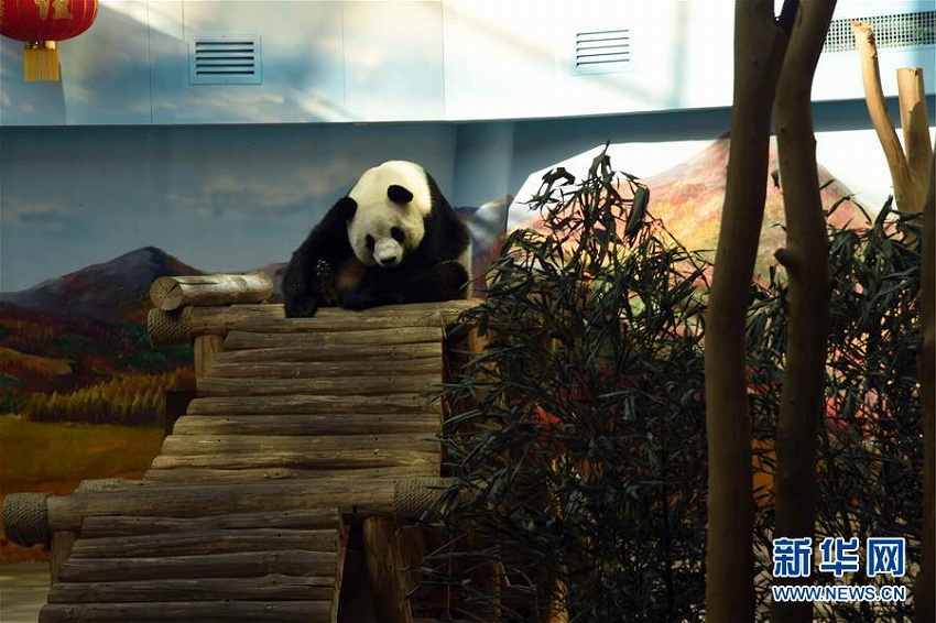 パンダも喜ぶ雪の季節(jié)到來の黒竜江省