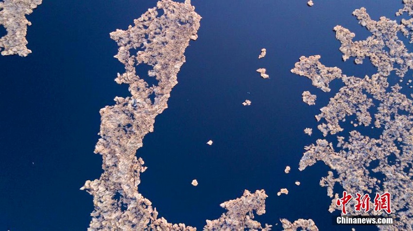 黃金色のヨシが一面に広がる新疆のボステン湖