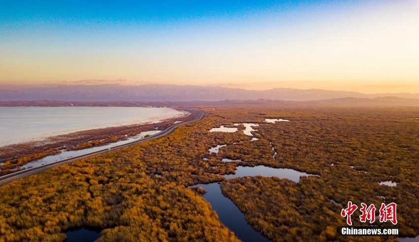黃金色のヨシが一面に広がる新疆のボステン湖