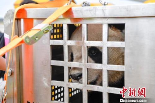 パンダの「貢貢」と「舜舜」が海口に到著　海南島に初のパンダ到來