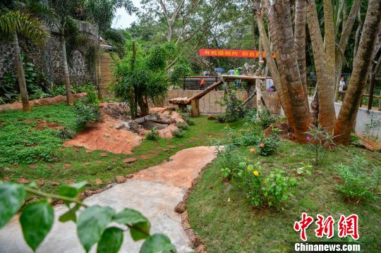 パンダの「貢貢」と「舜舜」が海口に到著　海南島に初のパンダ到來(lái)