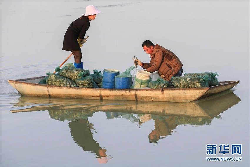 江蘇省洪沢湖で上海ガニの収穫シーズン