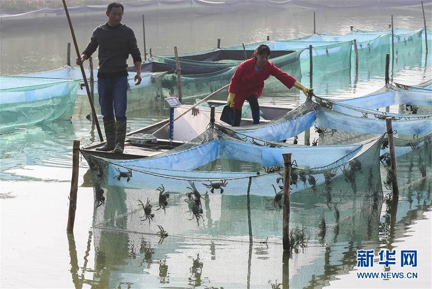 江蘇省洪沢湖で上海ガニの収穫シーズン