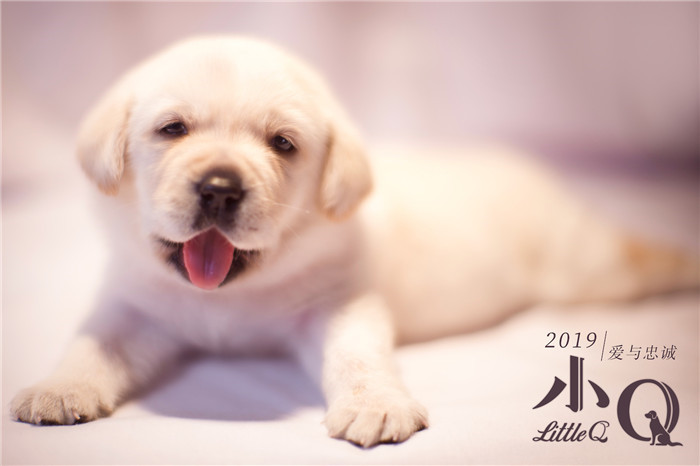 「盲導(dǎo)犬クイールの一生」が中國(guó)で映畫化　ポスター初公開(kāi)