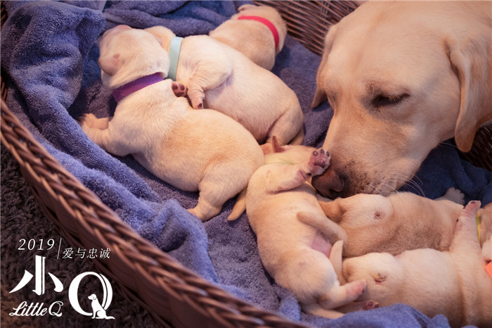 「盲導犬クイールの一生」が中國で映畫化　ポスター初公開