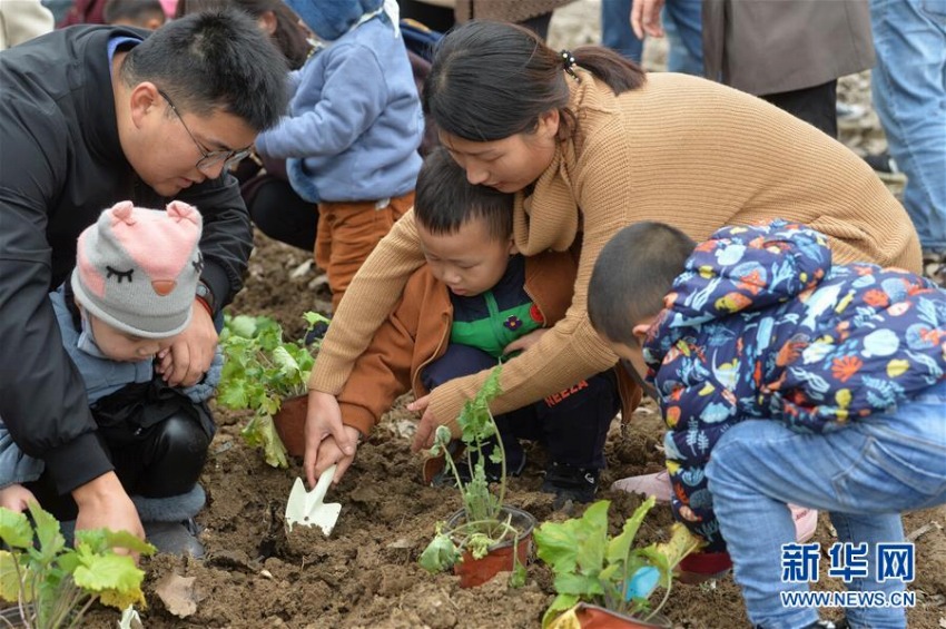 オオアラセイトウを植えて平和の花壇作るイベント　南京市