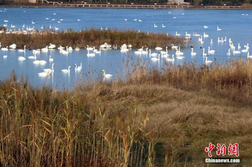數(shù)千羽のハクチョウが河南省三門峽市の湖に飛來