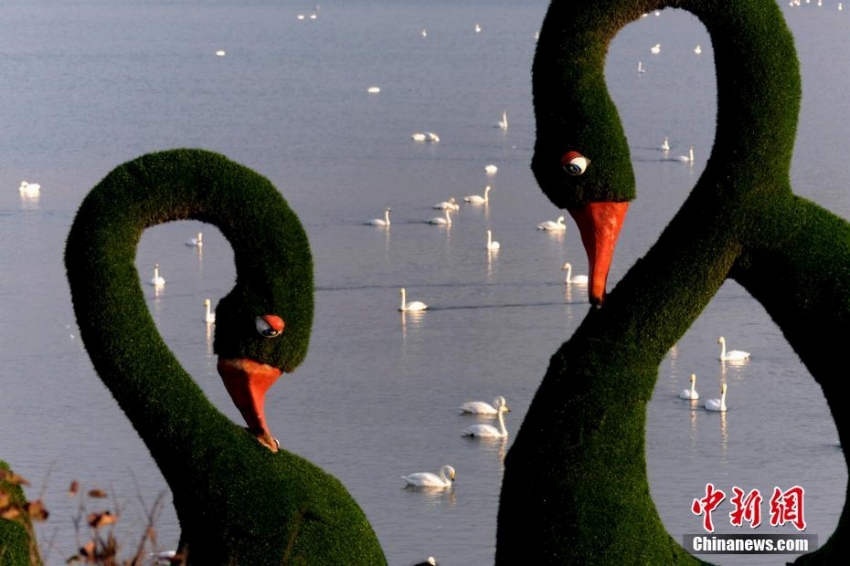 數(shù)千羽のハクチョウが河南省三門(mén)峽市の湖に飛來(lái)