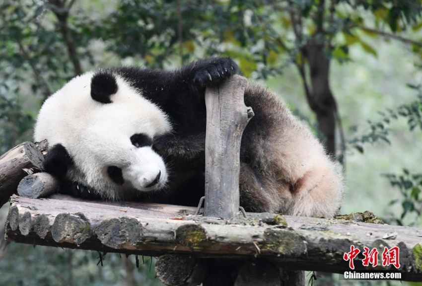 成都市のパンダは冬場(chǎng)も愛嬌たっぷり