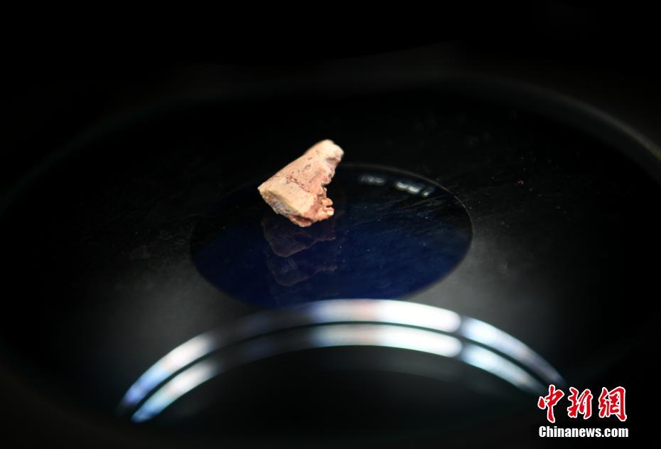 吉林大學(xué)の研究成果、恐竜の進化の特徴を発見