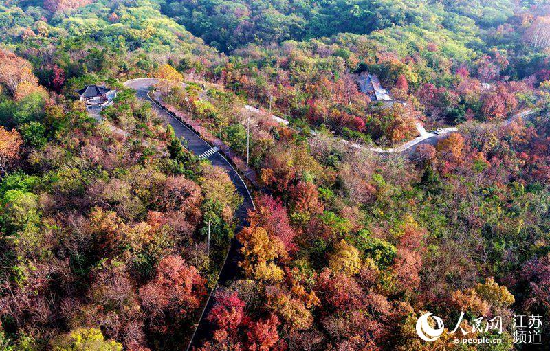 赤く色づいた楓が壯観　南京?棲霞山