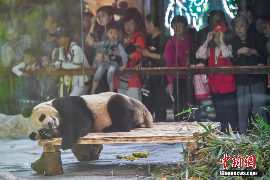 海南島初のパンダ「貢貢」と「舜舜」の一般公開スタート