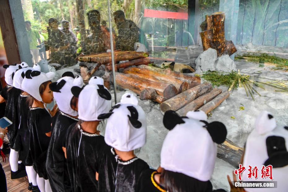 海南島初のパンダ「貢貢」と「舜舜」の一般公開(kāi)スタート