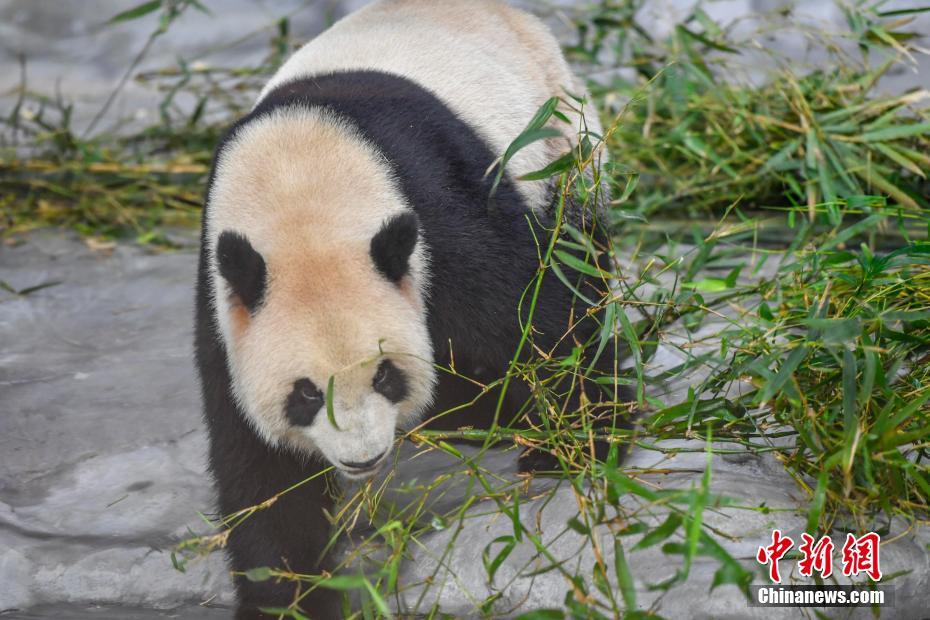 海南島初のパンダ「貢貢」と「舜舜」の一般公開スタート
